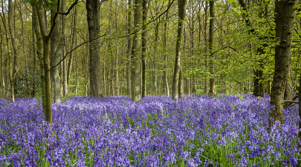 Cowleaze Wood