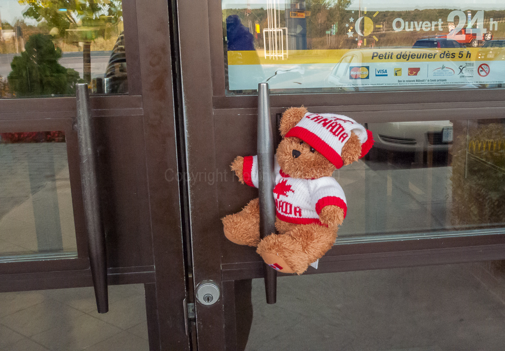 Petawawa the bear