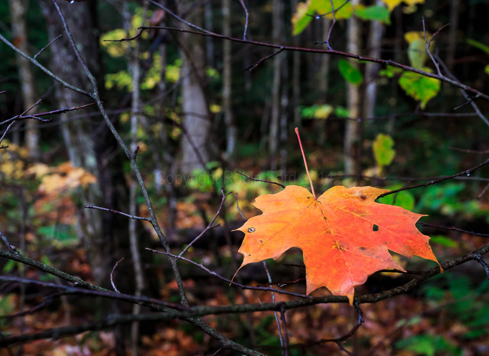 Algonquin Provincial Park