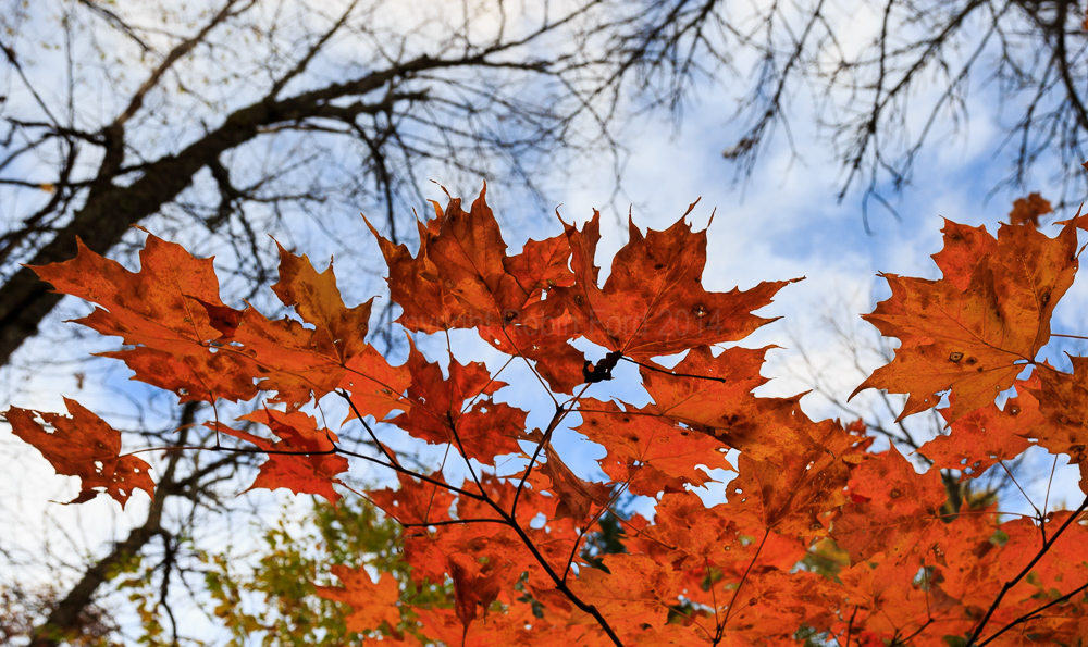 Algonquin Provincial Park