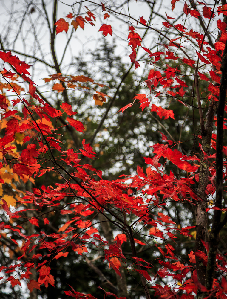 Algonquin Provincial Park