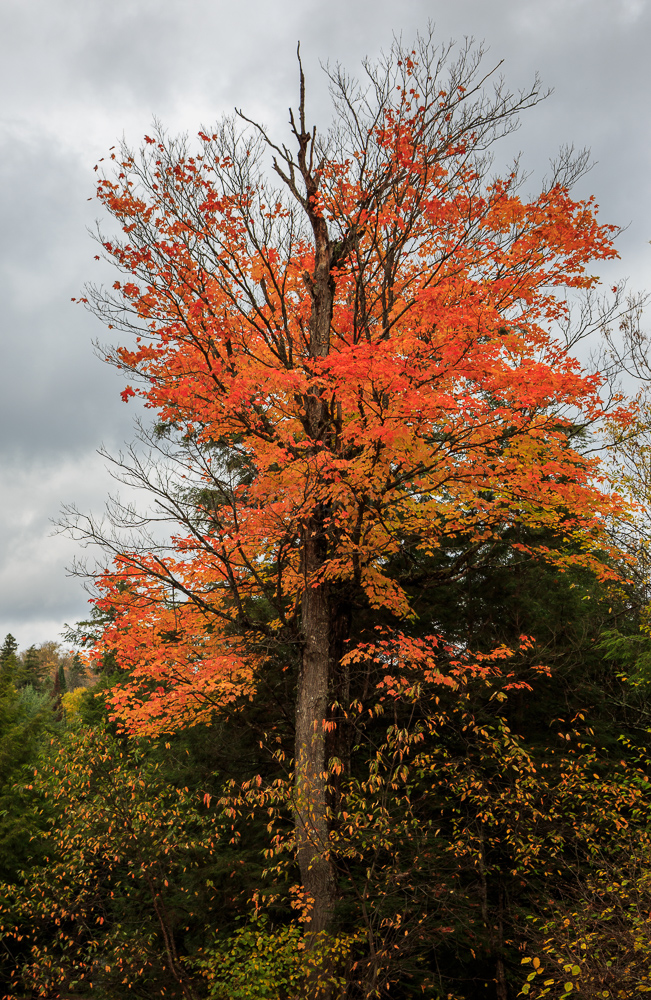Algonquin Provincial Park