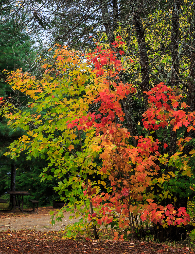 Algonquin Provincial Park