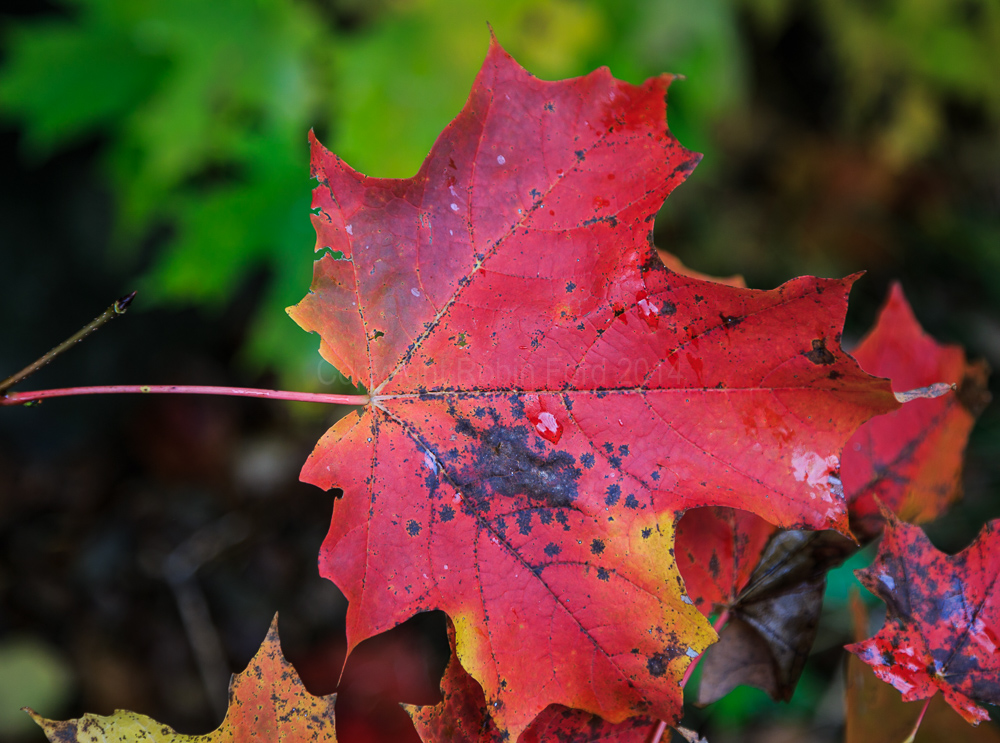 Algonquin Provincial Park