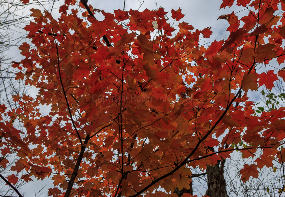Algonquin Provincial Park