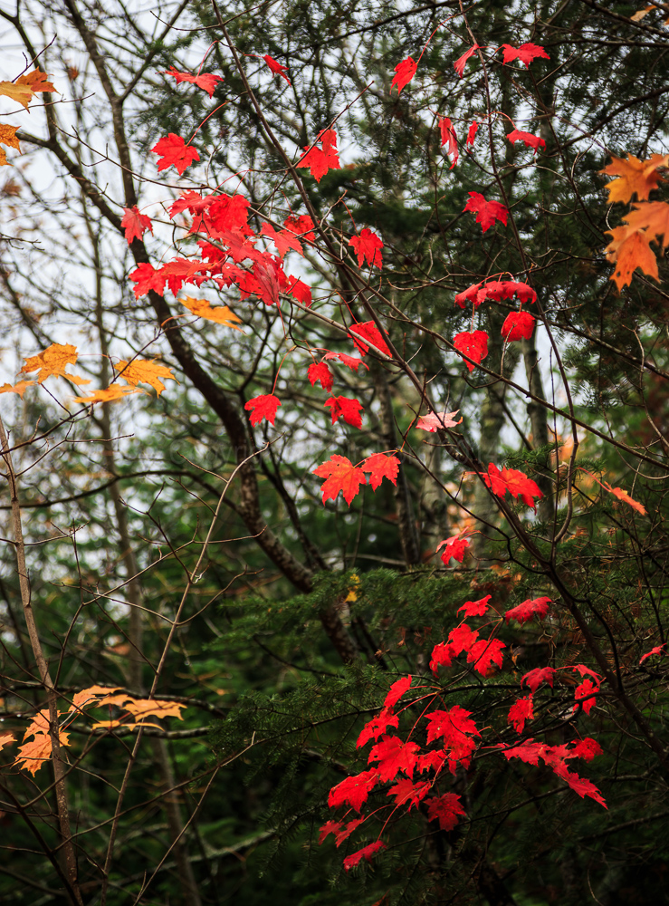 Algonquin Provincial Park