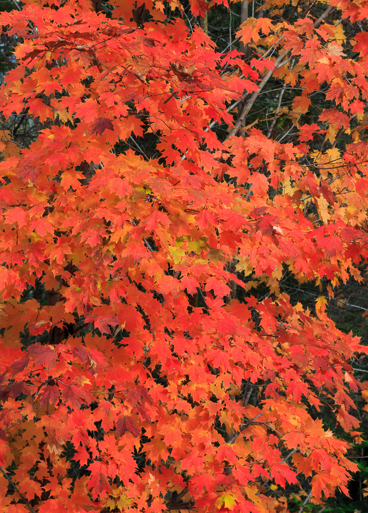 Algonquin Provincial Park