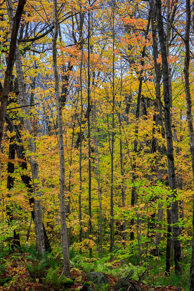 Algonquin Provincial Park