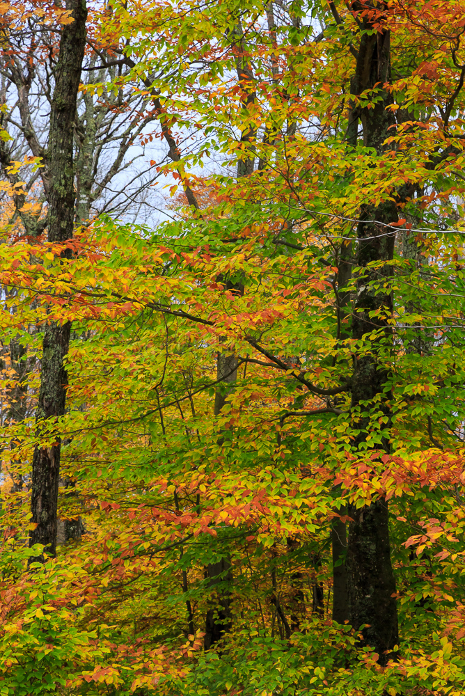 Algonquin Provincial Park