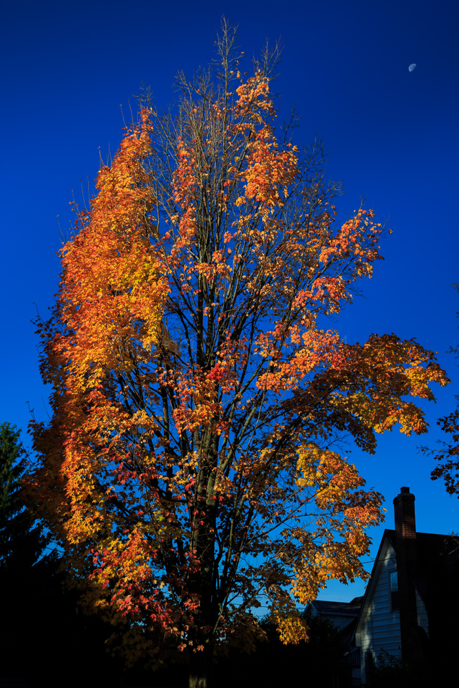 Renfrew, ON