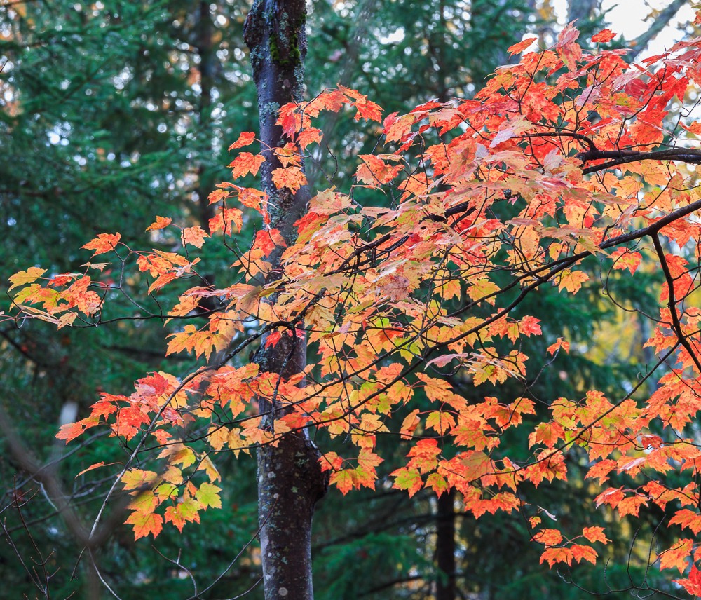 Algonquin Provincial Park