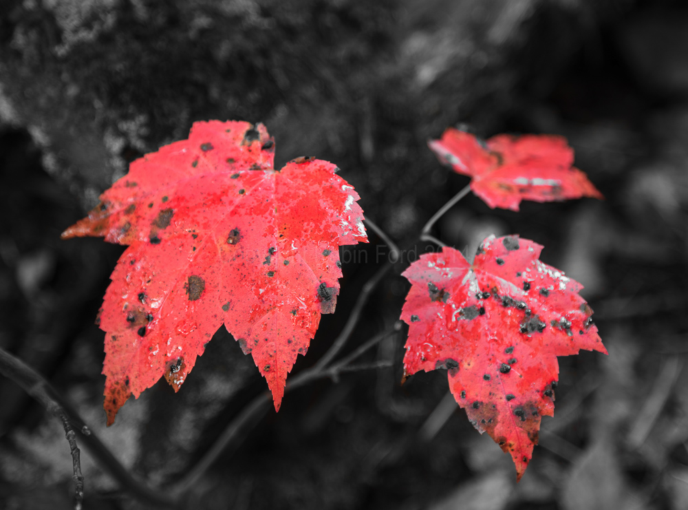 Algonquin Provincial Park