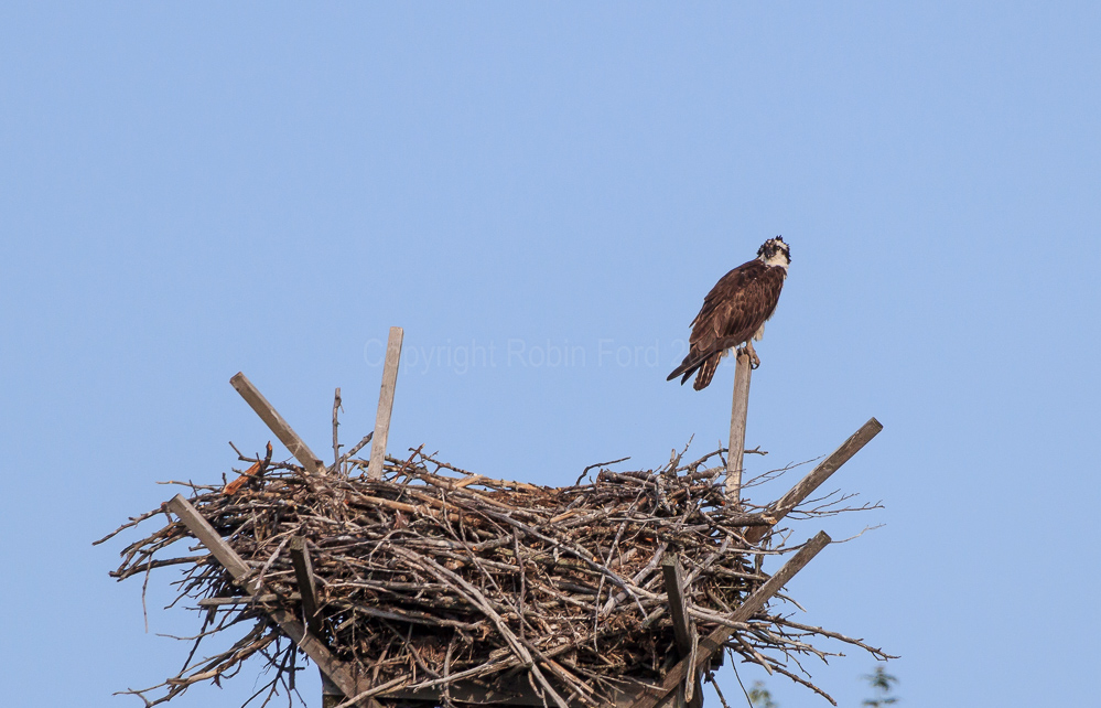 Osprey