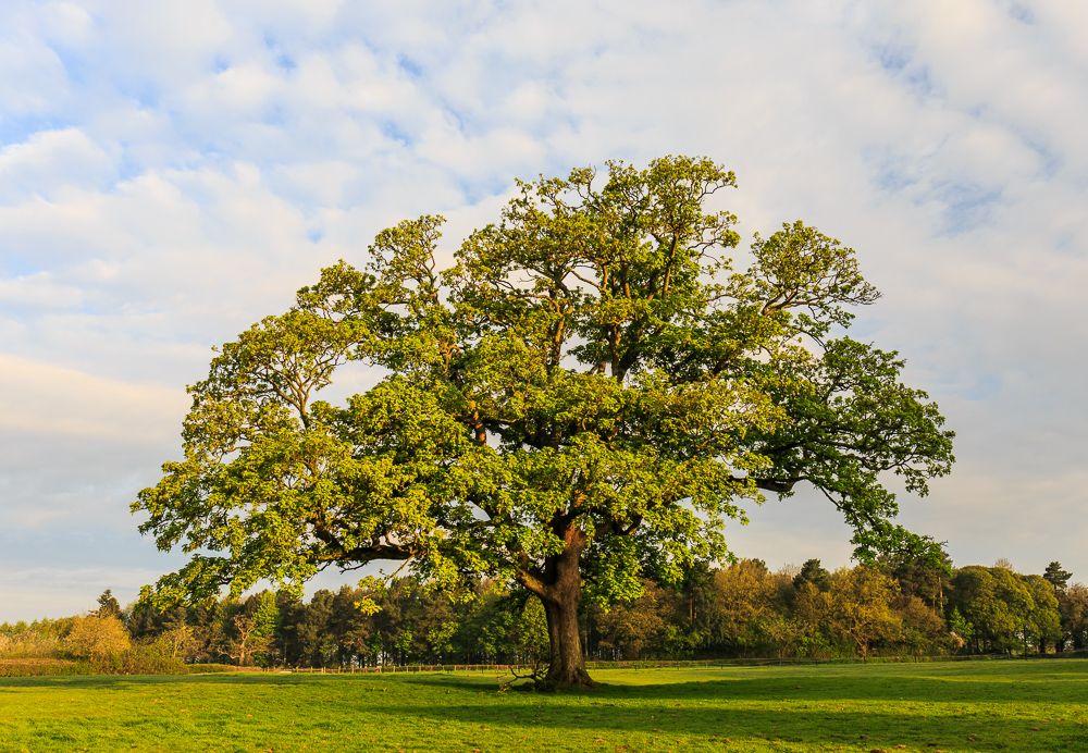 Osmaston