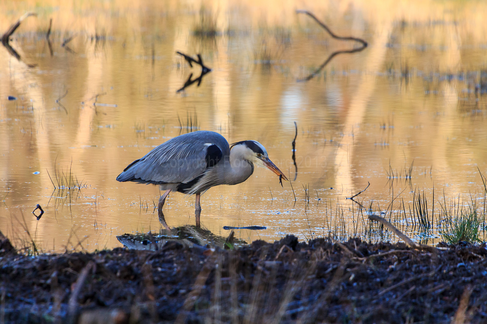 Fleet Pond, Hampshire