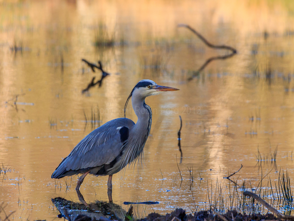 Fleet Pond, Hampshire