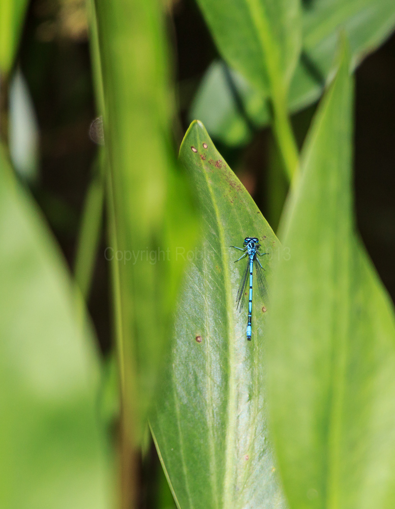 Pulborough Brooks RSPB Reserve, West Sussex