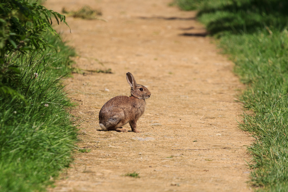 Pulborough Brooks RSPB Reserve, West Sussex