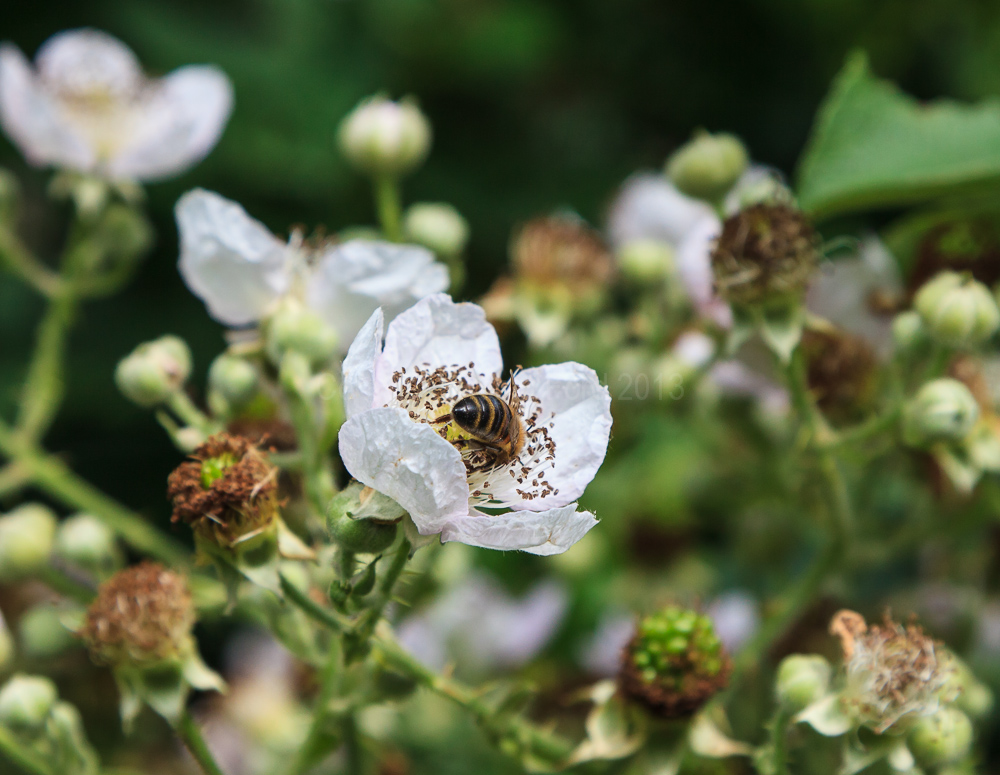 Near Romsey, Hampshire
