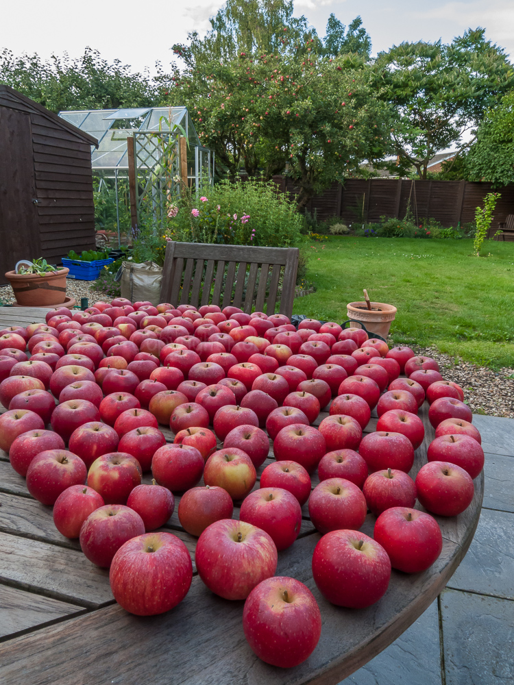 Apple crop, August 2009