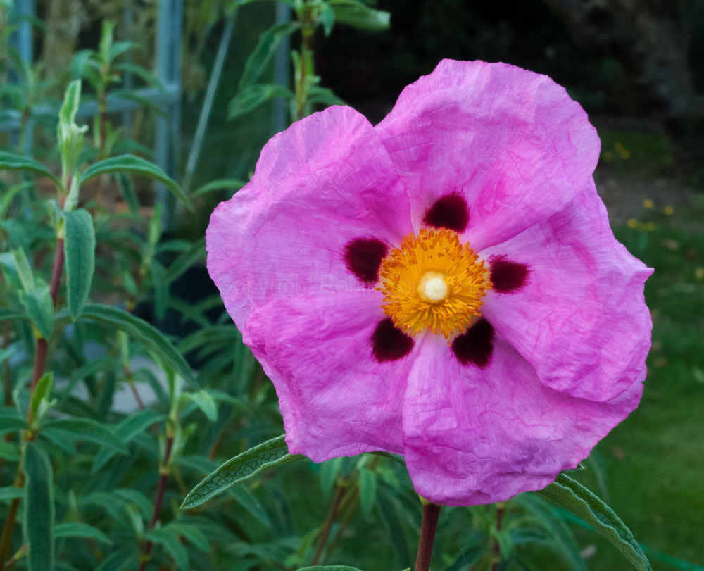 Cistus, October 2009