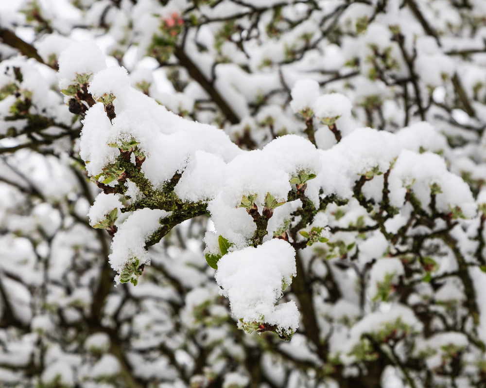 Late snow in April 2008