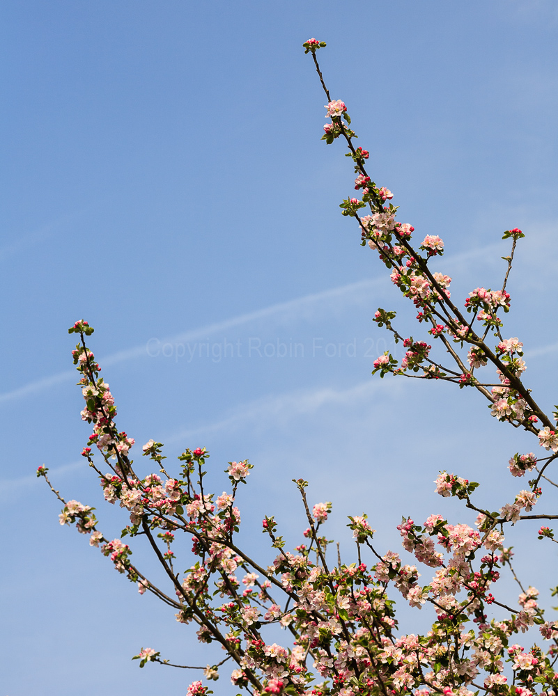 Apple blossom, May 2008