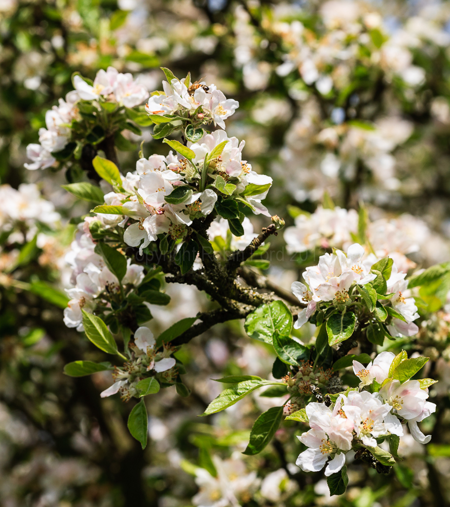 Apple blossom, May 2008