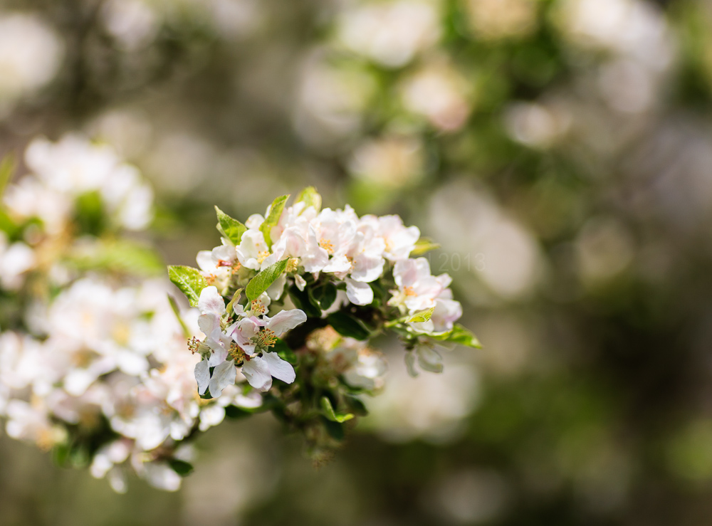 Apple blossom, May 2008