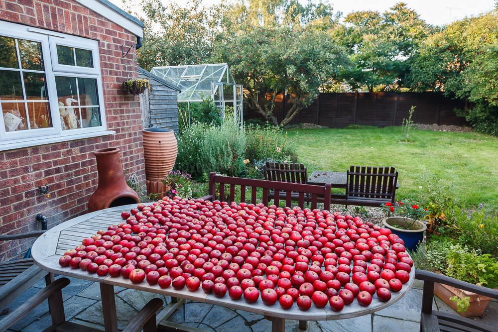 Apple crop, August 2008