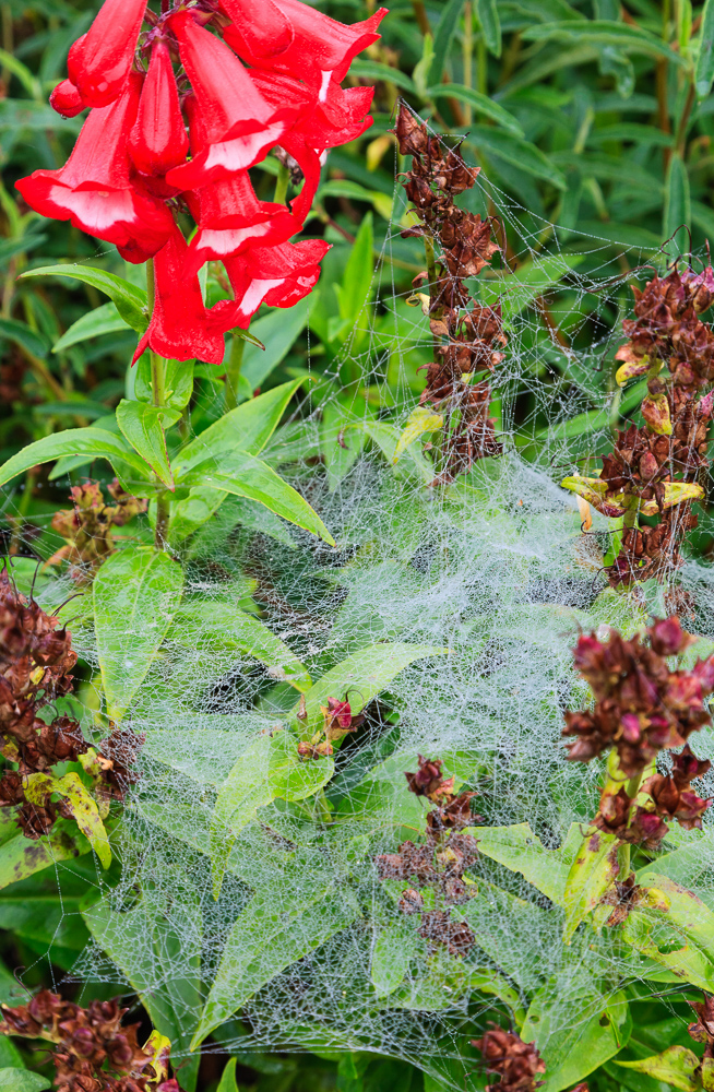 Spiders, September 2008