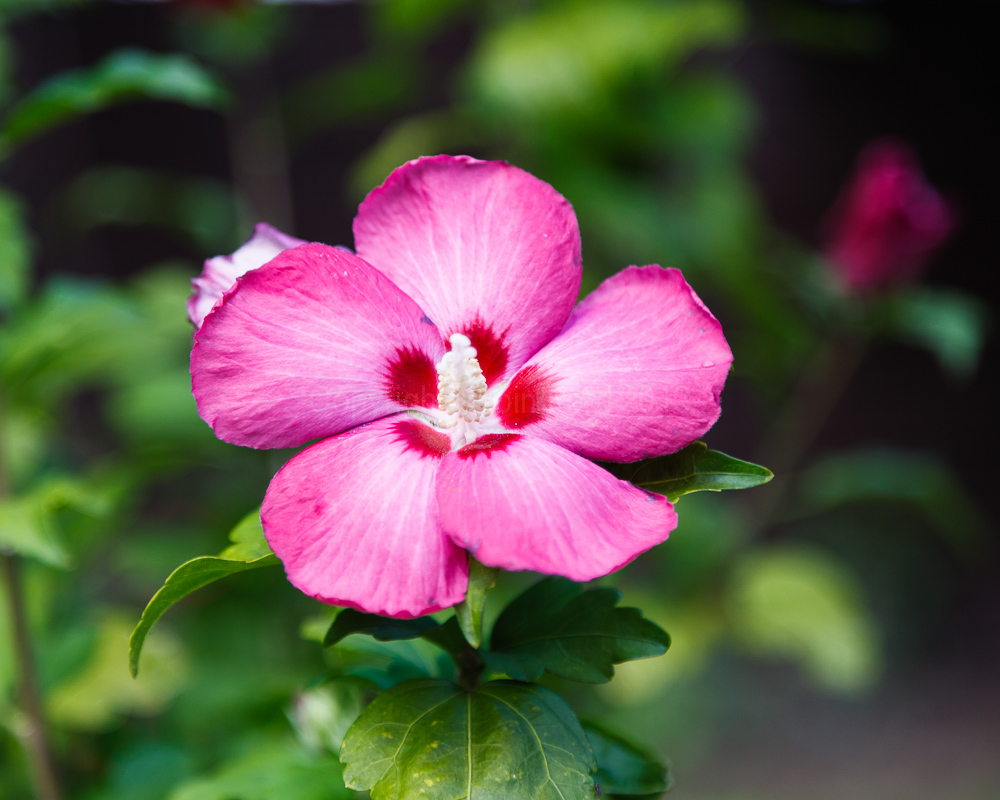 Hibiscus, August 2009