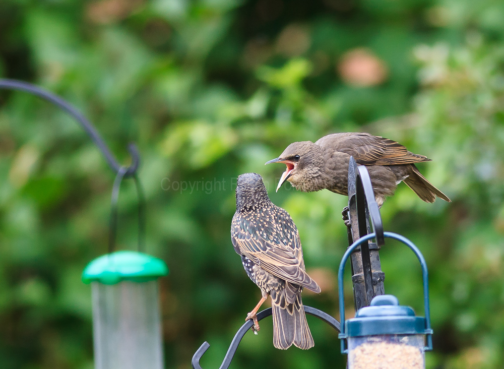 A young starling demands to be fed