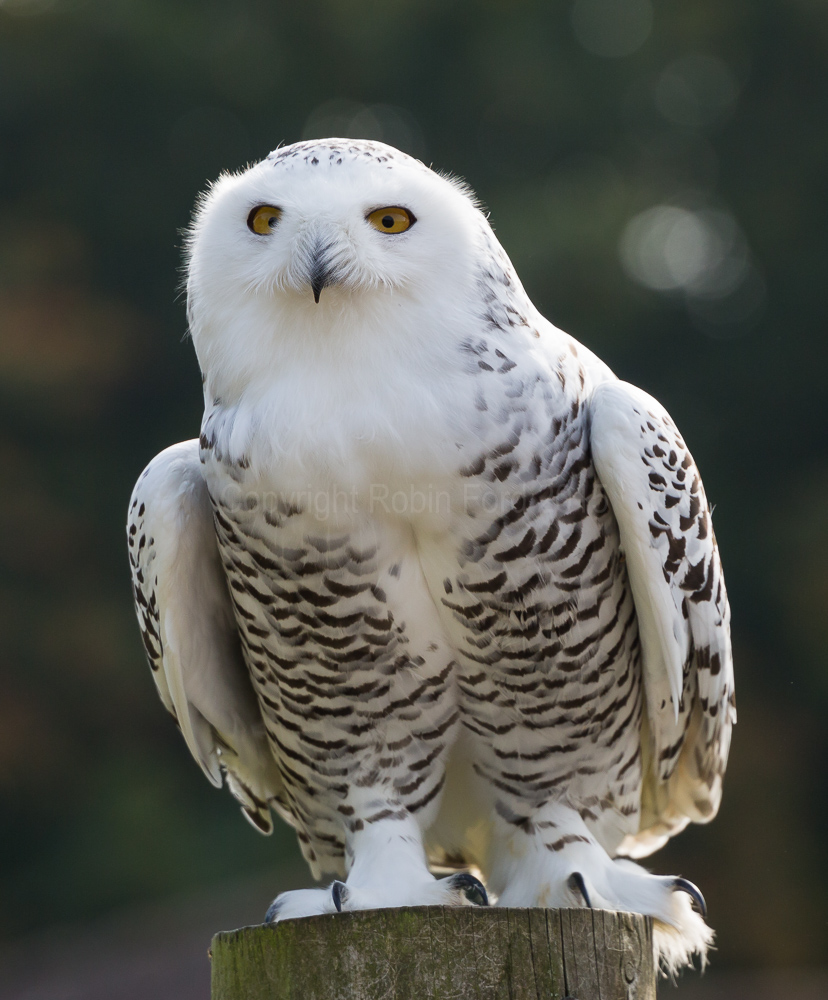 Snowy Owl