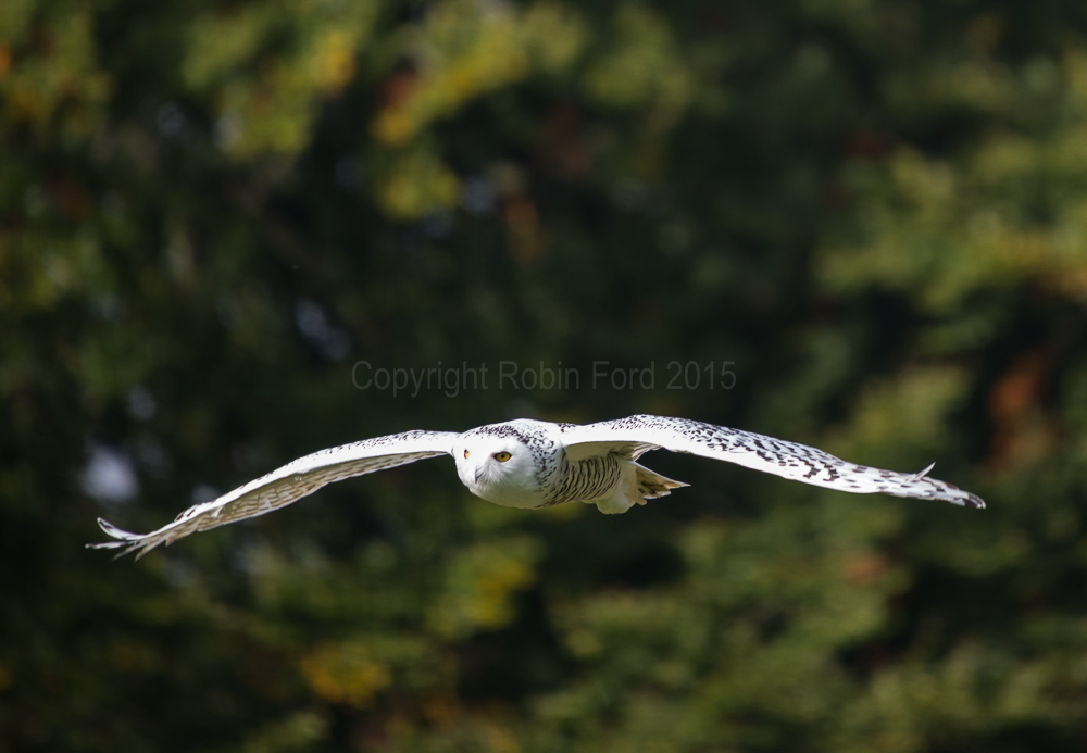 Snowy Owl