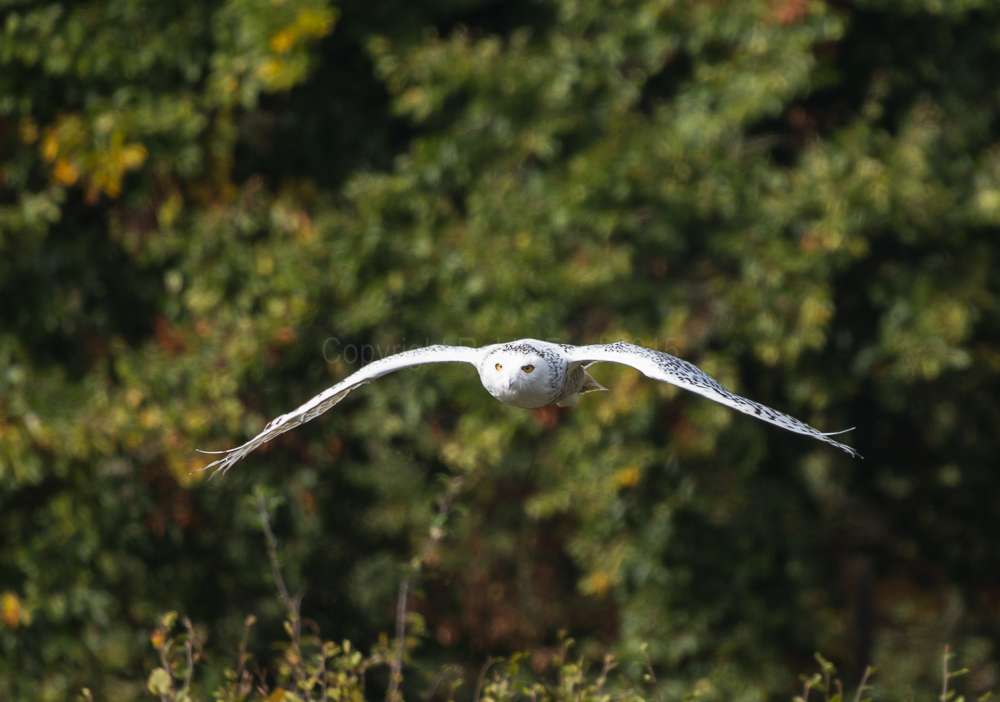Snowy Owl