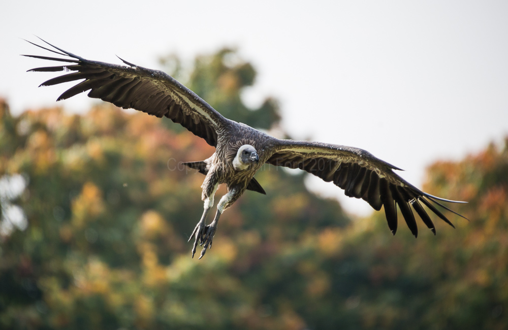 Griffon Vulture