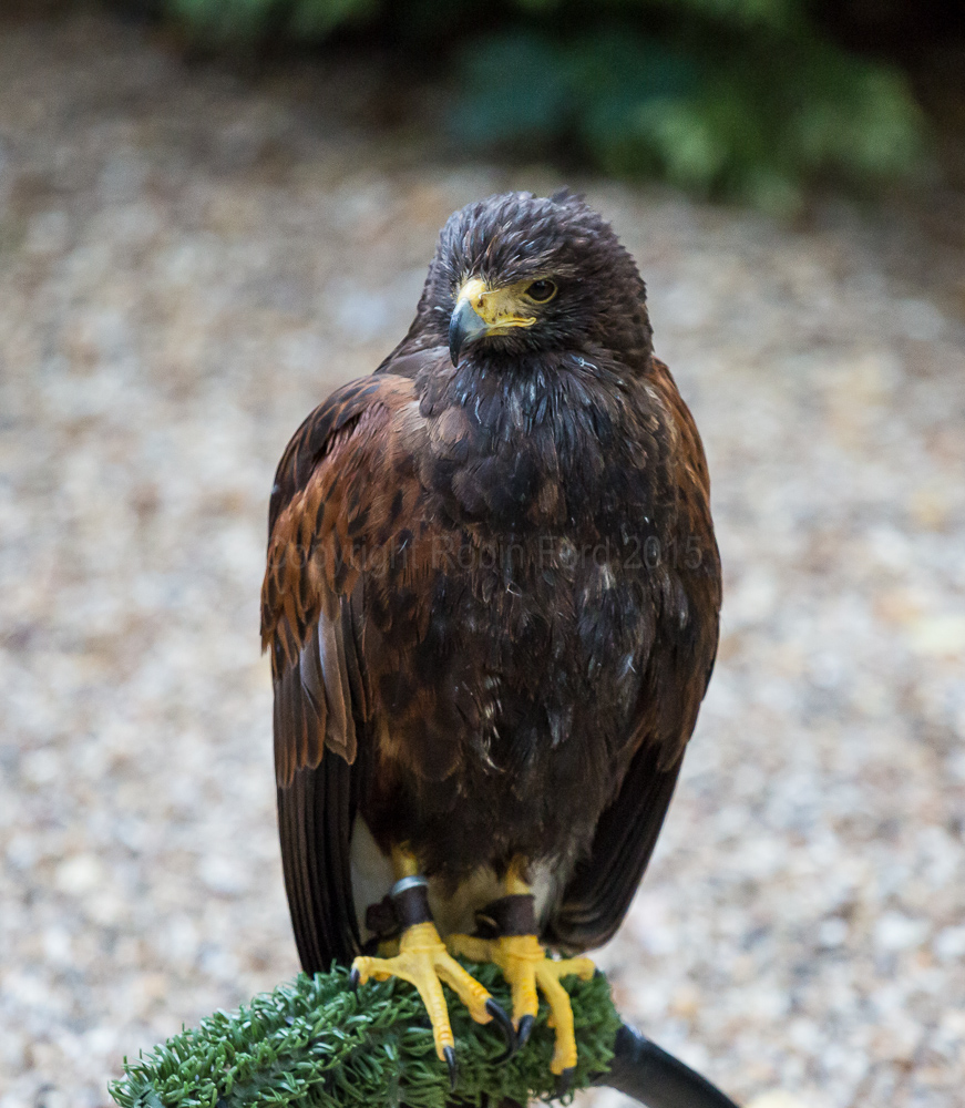 Harris Hawk