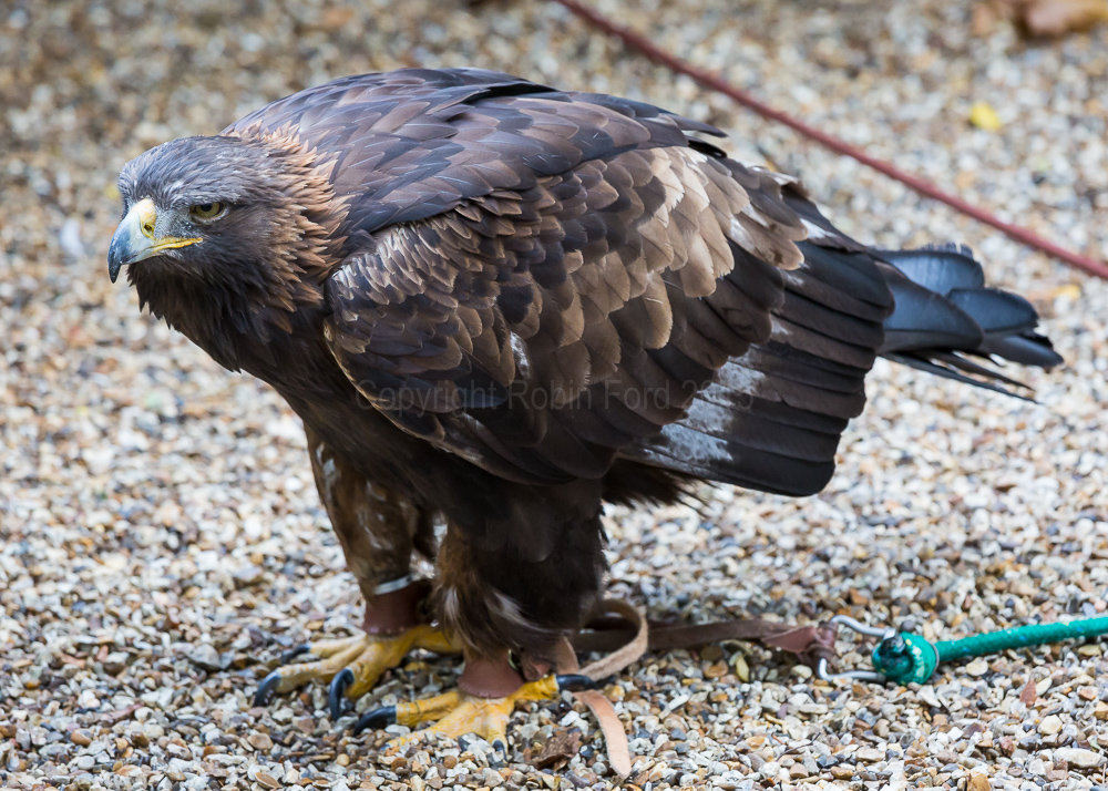 Golden Eagle