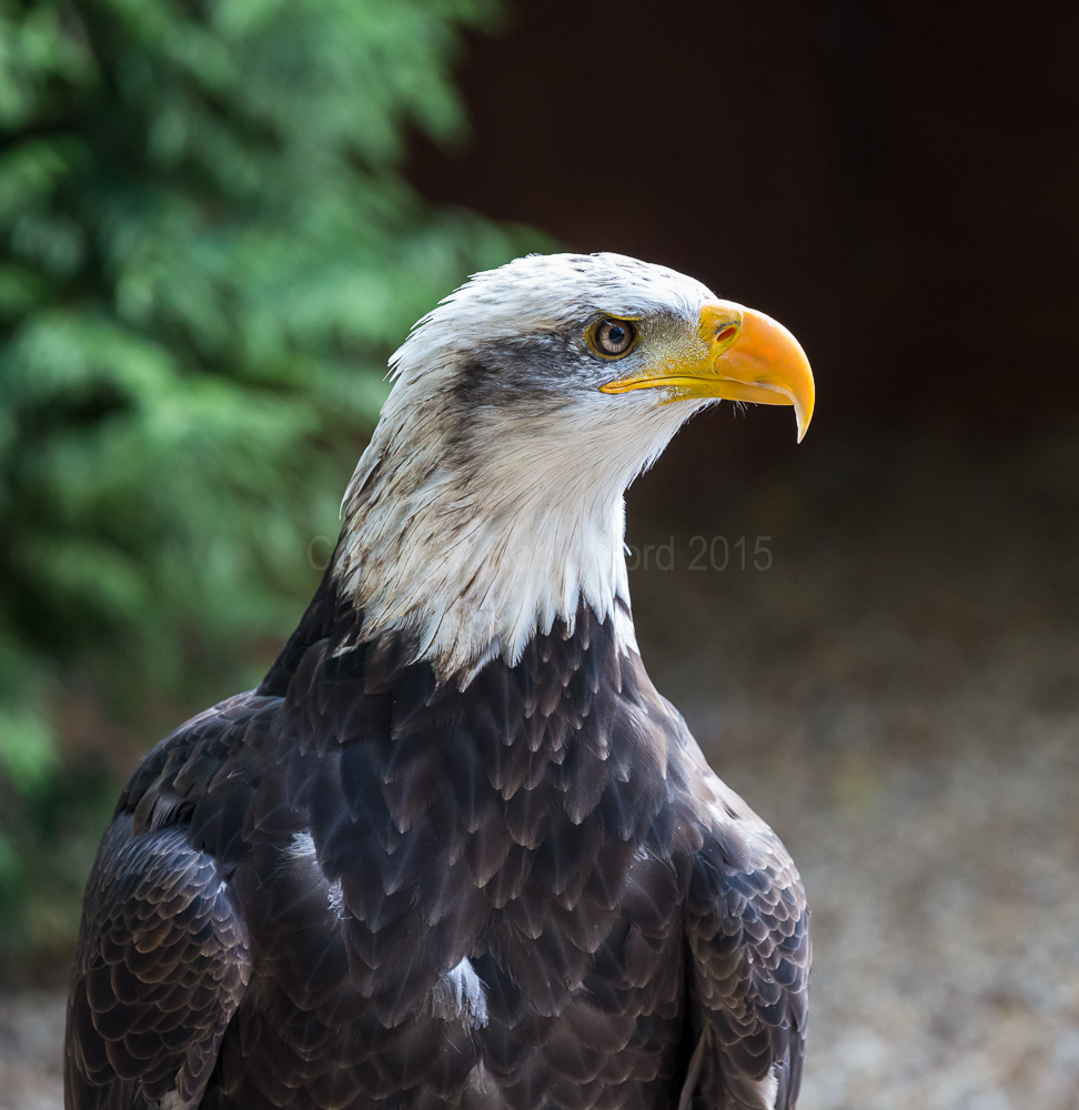 Bald Eagle