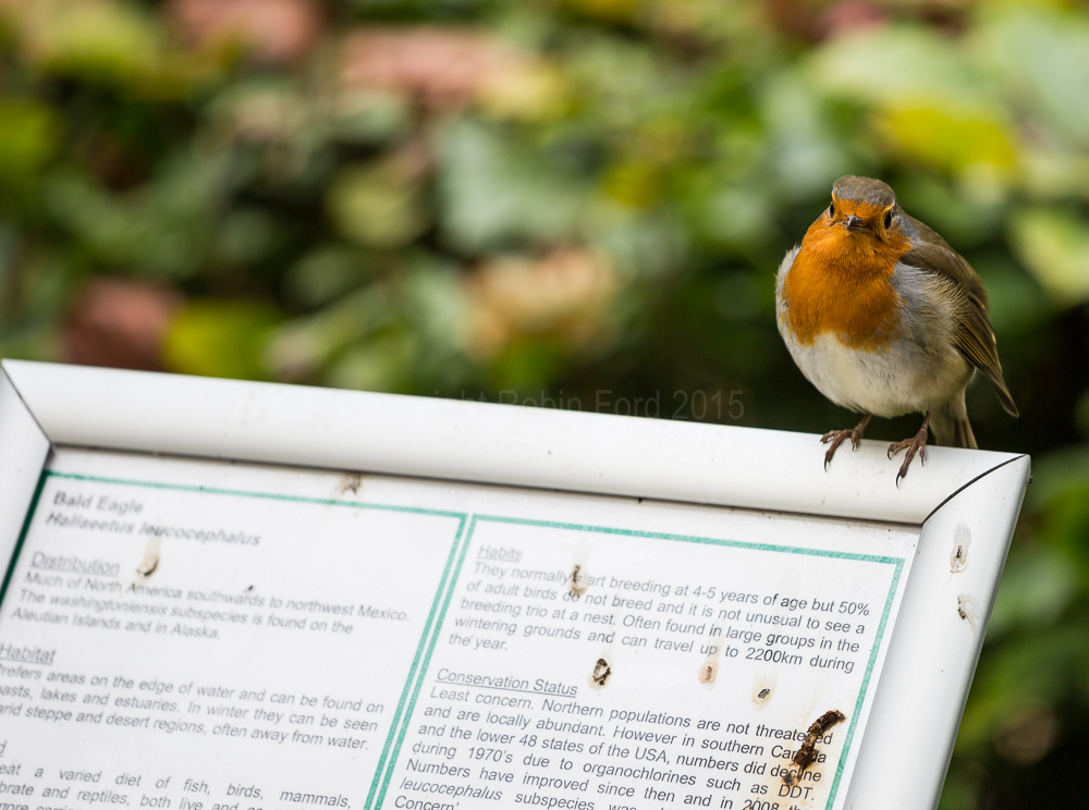 Robin