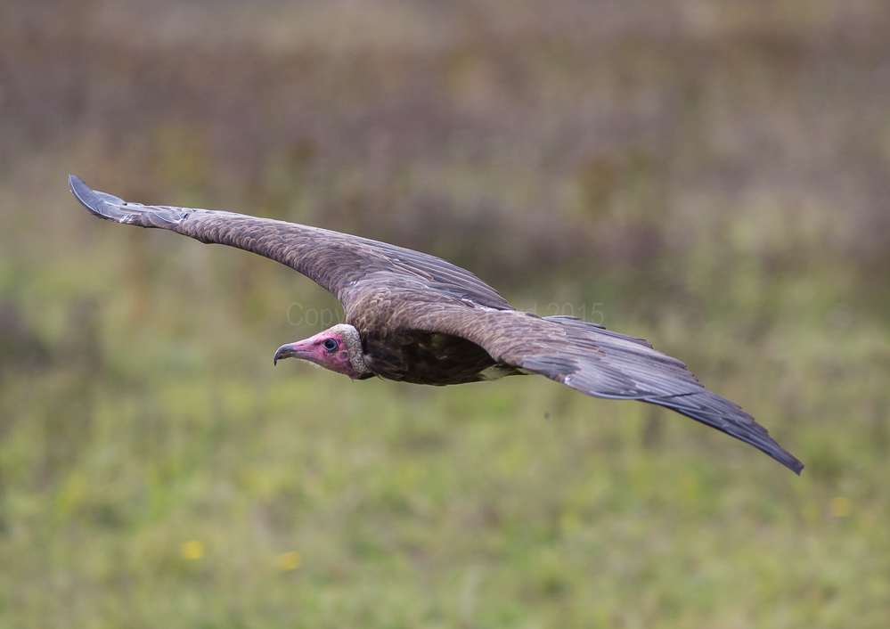 Turkey Buzzard