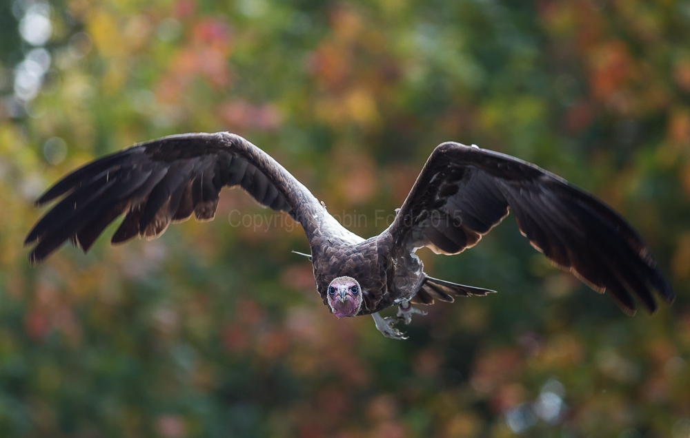Turkey Buzzard