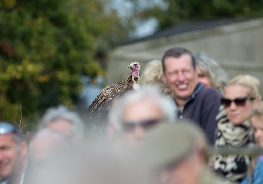 Turkey Buzzard