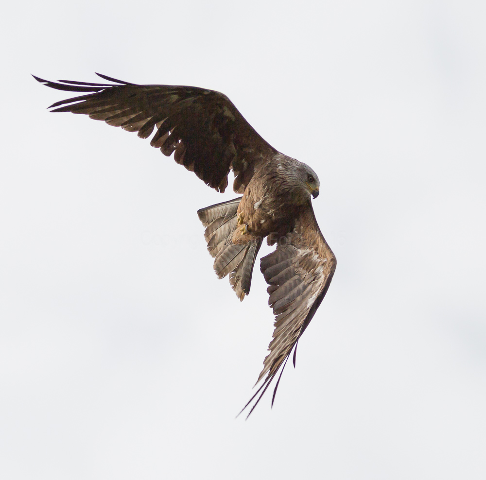 Black Kite
