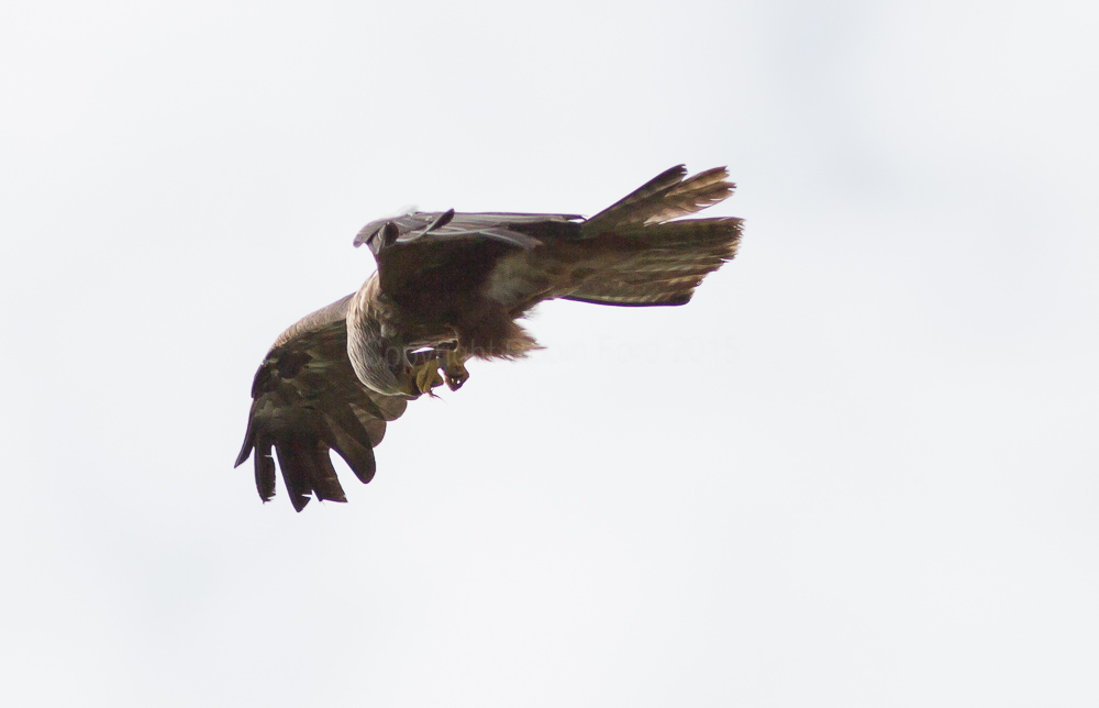 Black Kite