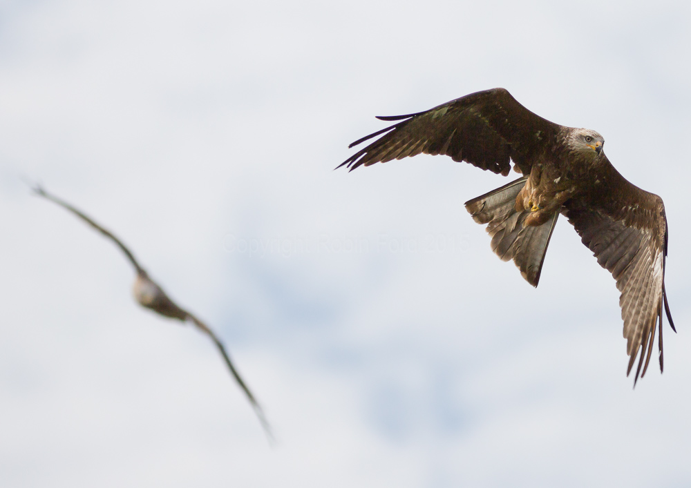 Black Kite
