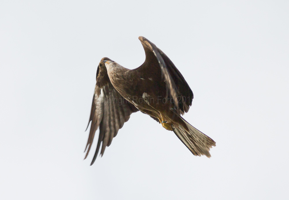 Black Kite