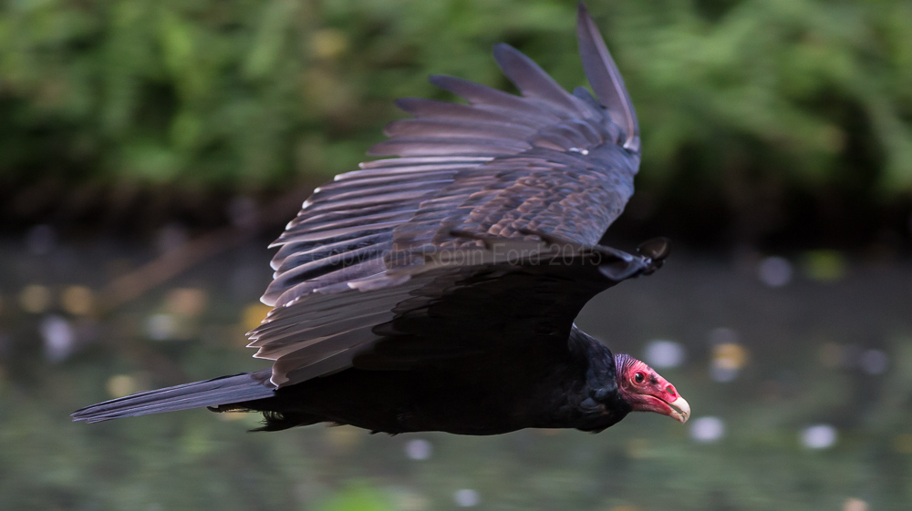 Turkey Buzzard