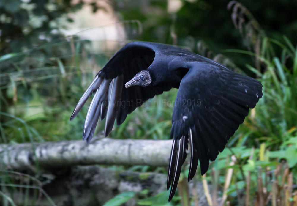Black Vulture